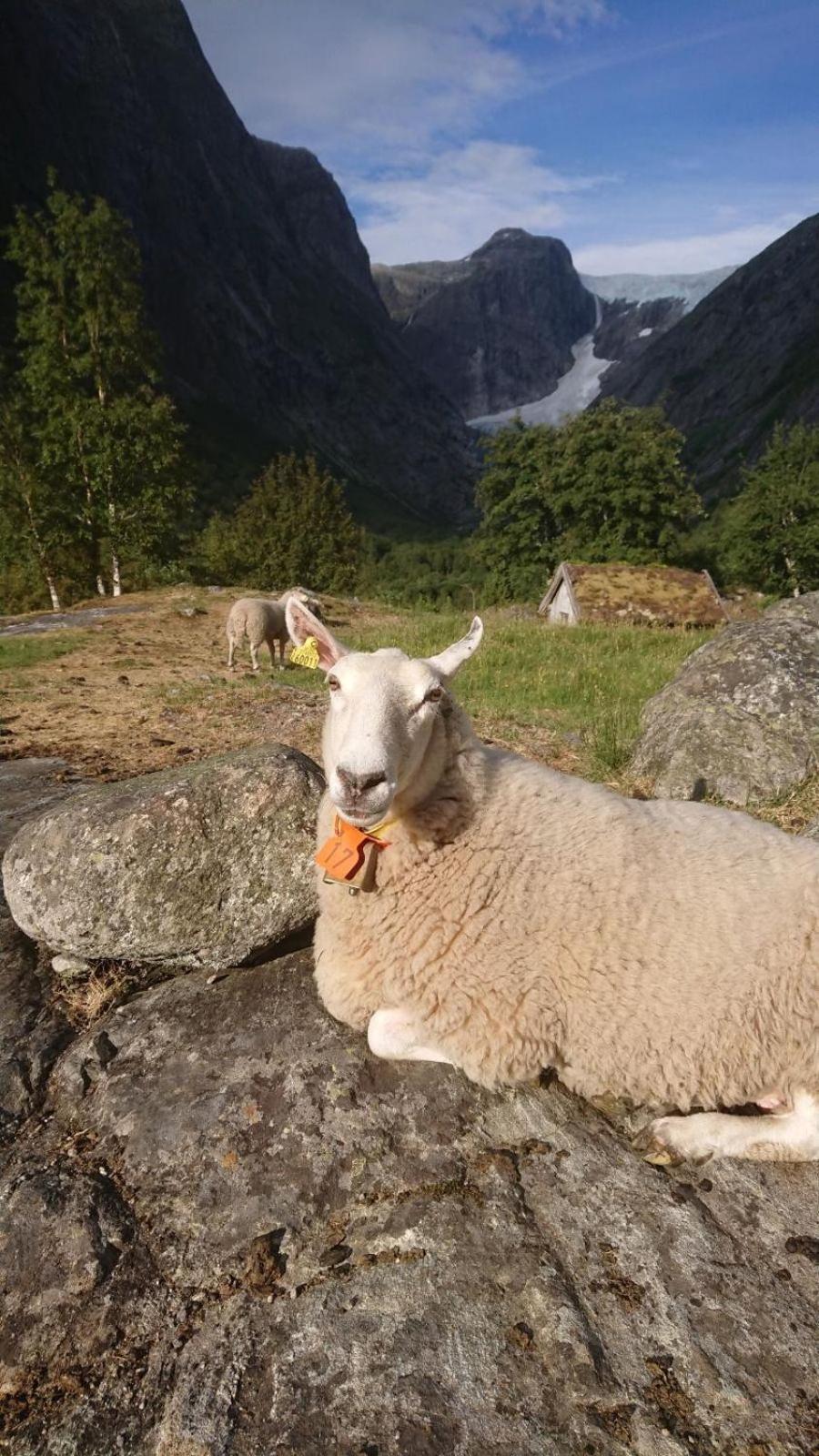 Trollbu Aabrekk gard Villa Briksdalsbre Buitenkant foto
